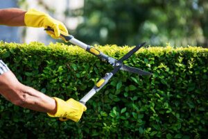 Gardener carrying out professional hedge trimming and pruning at a residential property in Perth, WA.