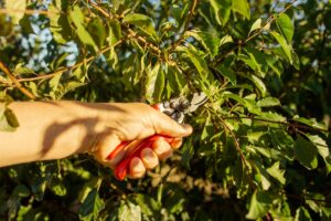 Gardener carrying out specialised fruit tree pruning at a residential property in Perth, WA.