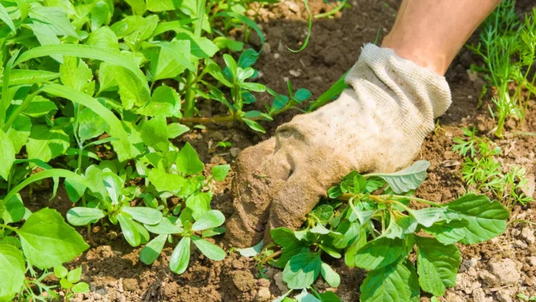 Gardener providing professional weed management at a residential property in Perth, WA.