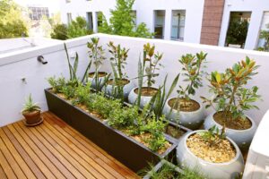 Garden consultant providing expert advice for a residential garden in Perth, WA.