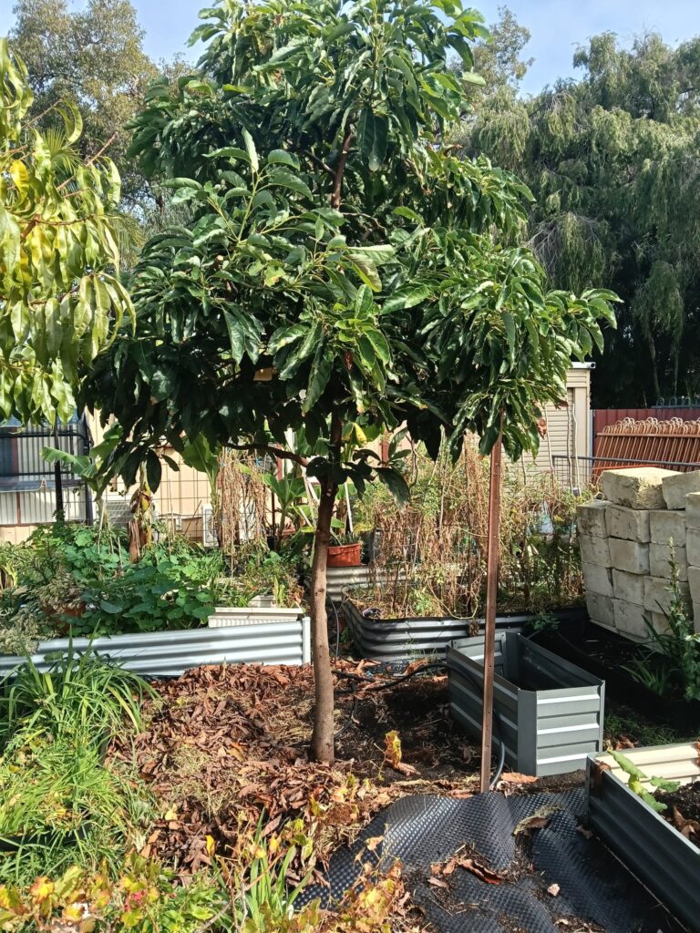 Fruit tree with a tidy canopy after specialised tree pruning in Perth WA.