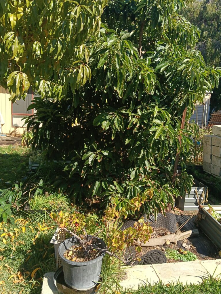 Overgrown fruit tree before specialised tree pruning in Perth WA.
