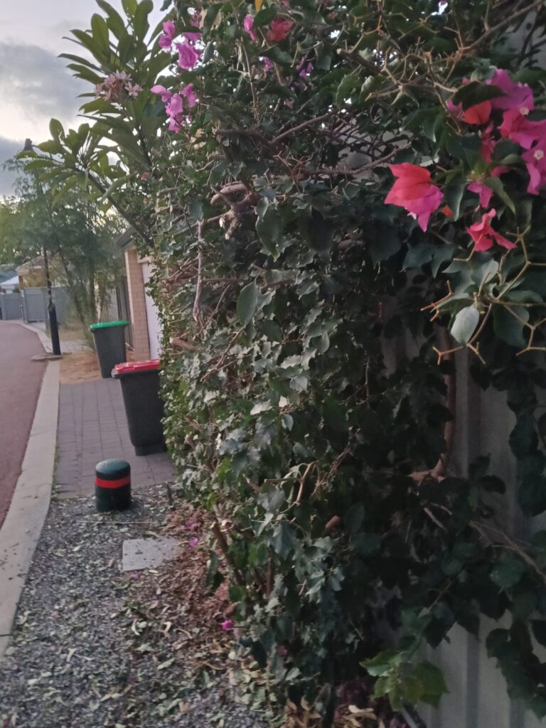 Pink bougainvillea neatly shaped after hedging and pruning in Perth WA.
