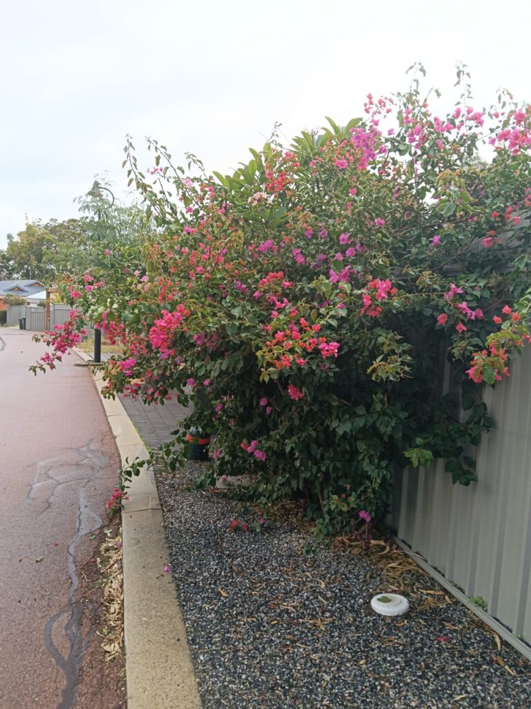 Overgrown pink bougainvillea before hedging and pruning in Perth WA.