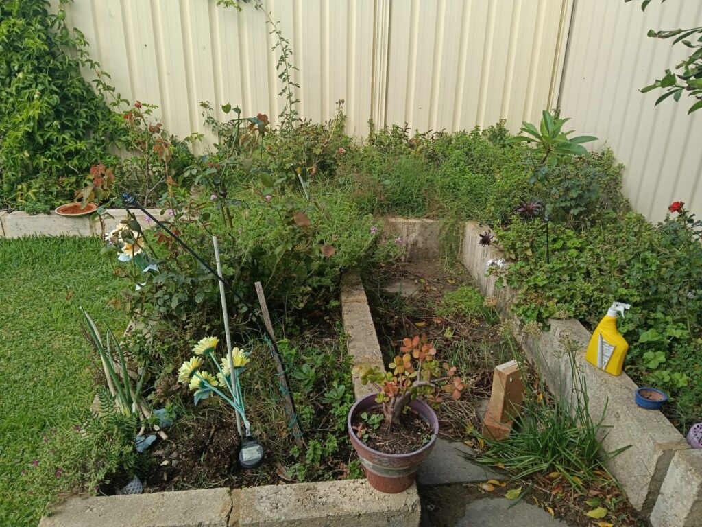 Overgrown raised garden bed before a garden clean-up in Cockburn, WA.